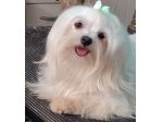 Giovane Maltese femmina pedigree Enci