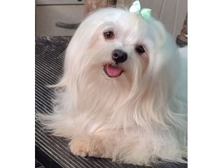Giovane Maltese femmina pedigree Enci