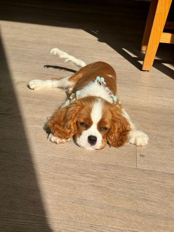 Cavalier King (con pedigree) - Foto 3