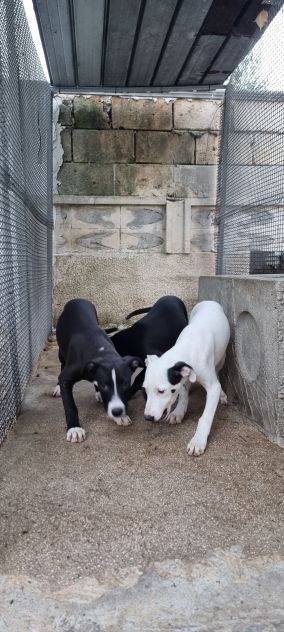 Cuccioli Amstaff 250 a Lecce in Puglia - Foto 3