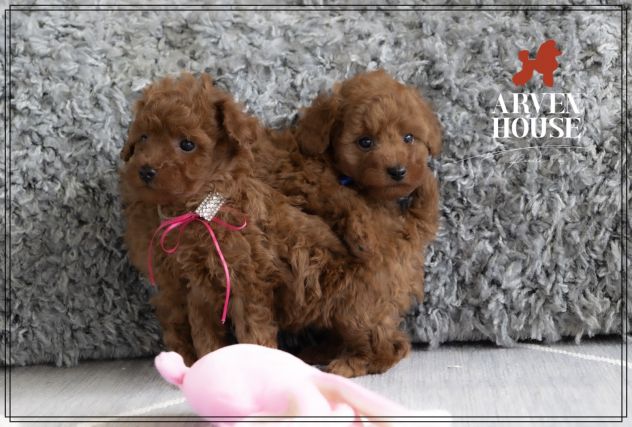 piccoli barboncini toy e nani - Foto 2