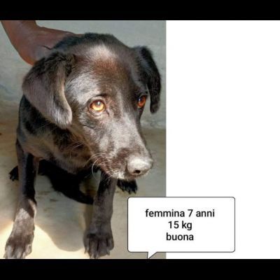 CANI IN ADOZIONE URGE AIUTARLI - Foto 6