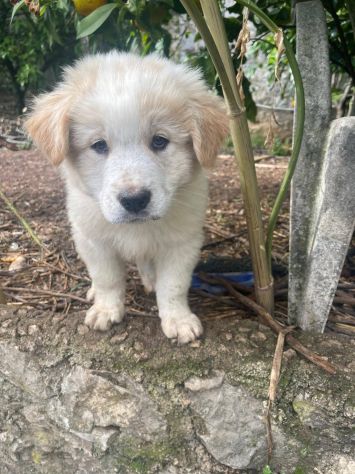 Momo cucciolo - Foto 2