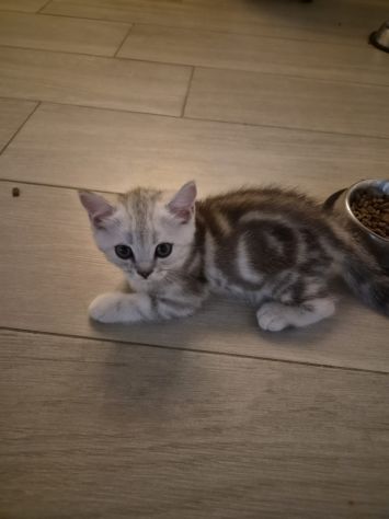 Cuccioli scottish straight e fold - Foto 4