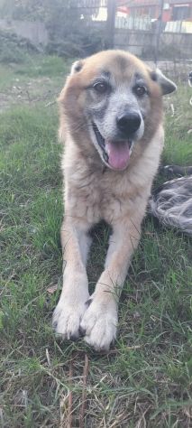Simil Pastore 10anni..anni di appelli nessuno lo ha scelto.SALERNO - Foto 2