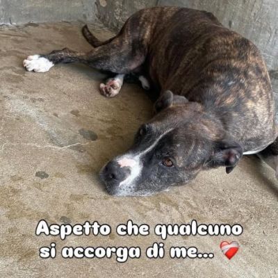 RONALDO equilibrato e socievole CANE IN ADOZIONE