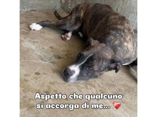 RONALDO equilibrato e socievole CANE IN ADOZIONE