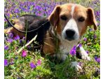 Penny beagle taglia piccola 10 kg