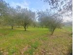 Agricolo in CONTRADA FORCINA