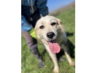 ANITA -canetta vulcano-