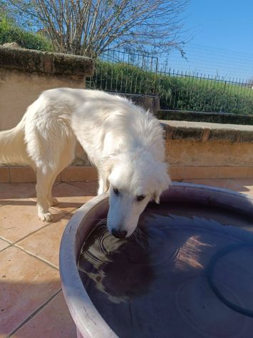 Giulia - Foto 9