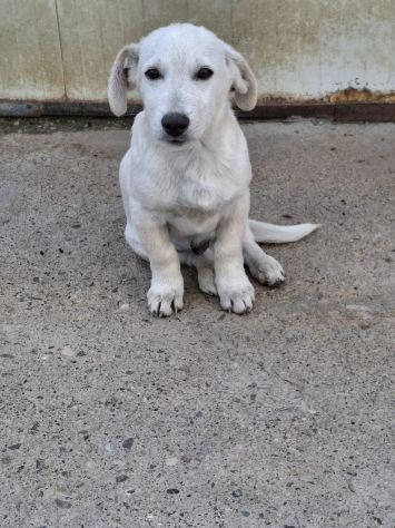 PIPPO CUCCIOLO 3 MESI taglia media IN CANILE - Foto 3