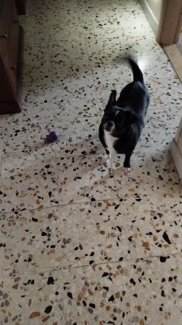 Chihuahua in regalo - Foto 5