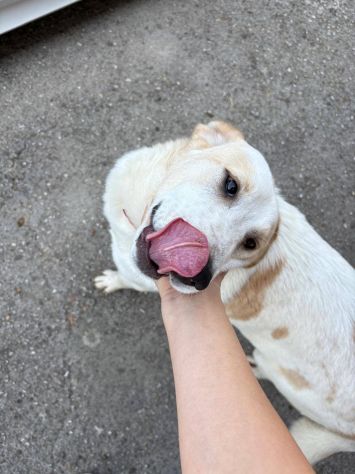Malu cucciolo adozione del cuore - Foto 2