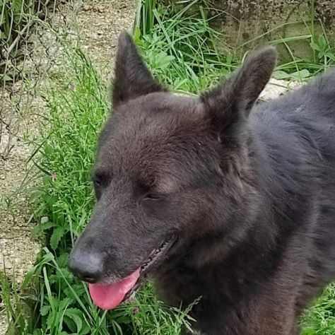 CAGNOLINO IN ADOZIONE: ALBERTO, piccolo lupetto. - Foto 7