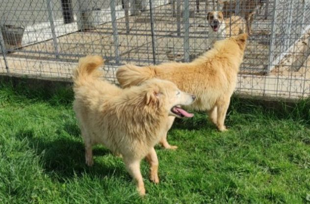 DUCCIO GIOVANE CAGNOLINO IN ADOZIONE - Foto 9