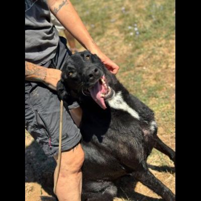 AARON coccolone e amorevole cane in adozione - Foto 3