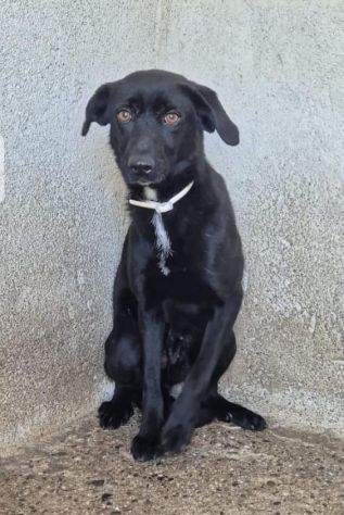 PENELOPE 2 ANNI 15/18 kg - Foto 2