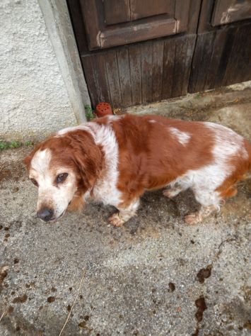 Breton 15anni SENZA RIPARO E NON IN SALUTE! URGENTE LUCCA - Foto 4