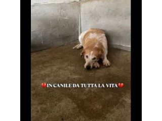 Erano solo cucciole, CAMILLA e CATERINA CERCANO SALVEZZA CAGNOLINE IN ADOZIONE