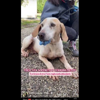 THEO IMPAURITO DAL CANILE CANE IN ADOZIONE - Foto 5