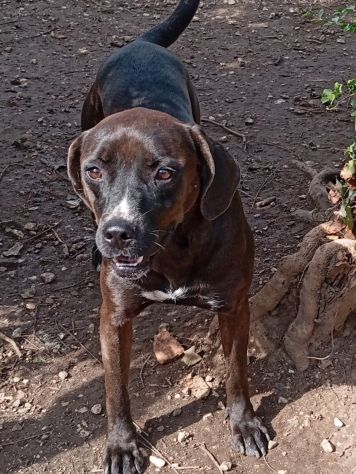 Ciccia 5anni mix Labrador marrone da sempre in canile,buona con tutti.NAPOLI - Foto 4