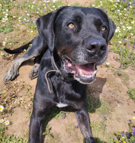 Black Jack un cane vincente - Foto 4