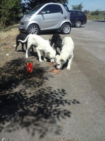 4 cuccioli in pericolo - Foto 2