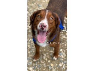 MUFFIN, il più dolce di tutti!