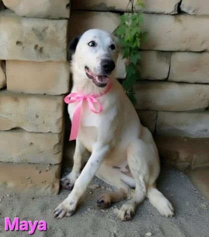 MAYA - Foto 3