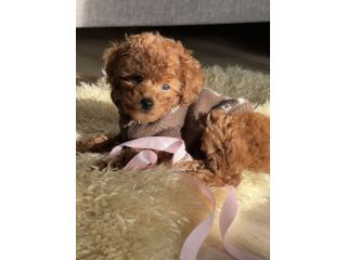 DISPONIBILI BARBONCINI E BARBONCINE TOY