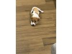 Vendo jack russel