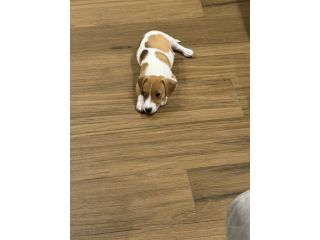 Vendo jack russel