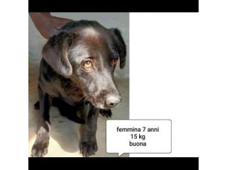 CANI IN ADOZIONE URGE AIUTARLI
