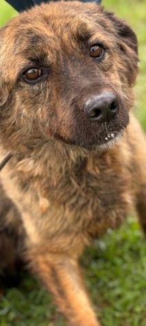 TOBY un mondo da scoprire, CANE IN ADOZIONE