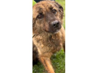 TOBY un mondo da scoprire, CANE IN ADOZIONE