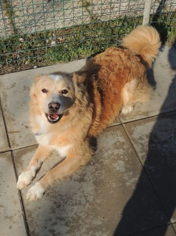 GINGER E FRED, la coppia perfetta - Foto 5