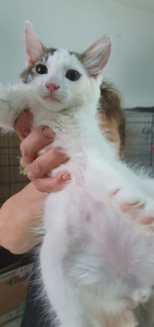 Prinpice, gatto delizioso - Foto 3