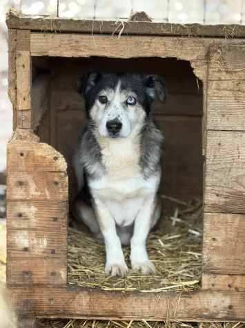 ODINO, taglia piccola SUPER COCCOLONE! - Foto 7