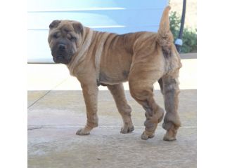 Adotta Anita dal canile , simil Shar pei