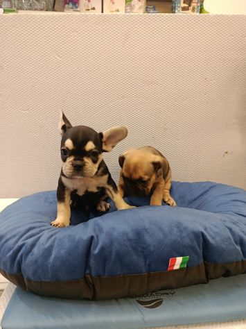 Cuccioli di cane varie razze e grattini scottish straight e fold
