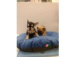 Cuccioli di cane varie razze e grattini scottish straight e fold