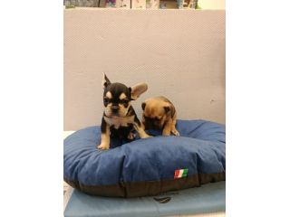 Cuccioli di cane varie razze e grattini scottish straight e fold