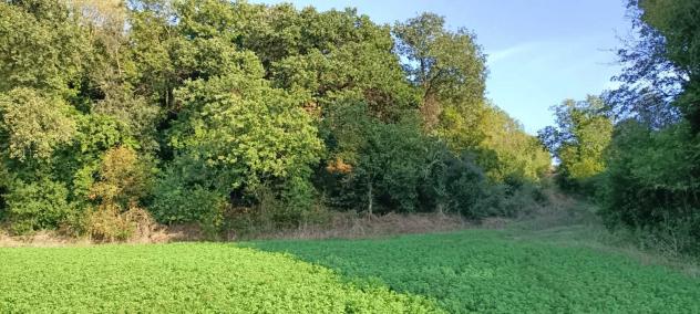 Agricolo in Via Nazareno Strampelli - Foto 5
