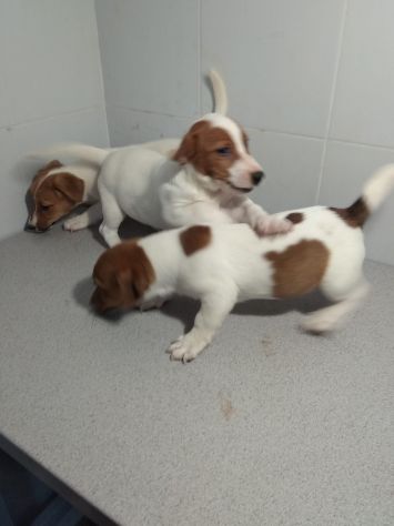 JACK RUSSELL CUCCIOLI - Foto 2