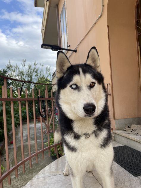 Cerco femmina Husky per accoppiamento - Foto 4
