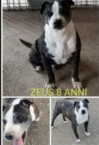 Simil Amstaff 10anni non facciamolo morire in canile! SUD - Foto 5