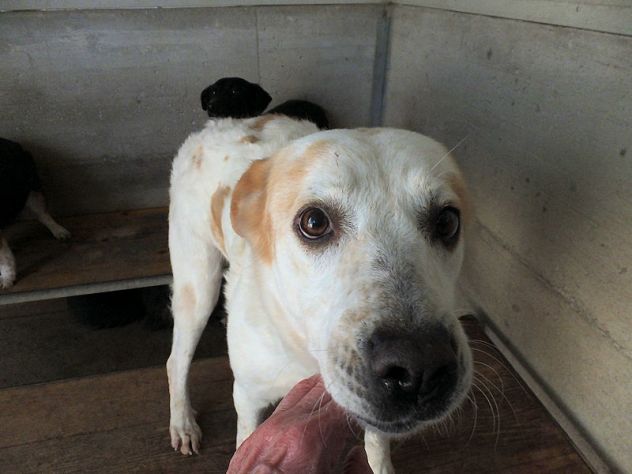 Itaca cagnolina gentile - Foto 4