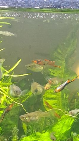 PESCI TROPICALI ACQUA DOLCE DEL VENEZUELA - POECILIA WINGEI CAMPOMA nn.47/51, - Foto 4