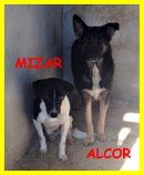 SPLENDIDE CAGNOLINE SOLE IN CANILE CERCANO CASA - Foto 4